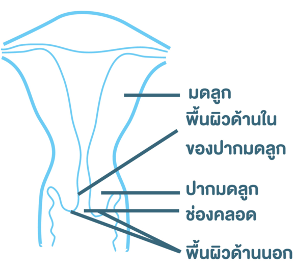 โครงสร้างของมดลูก