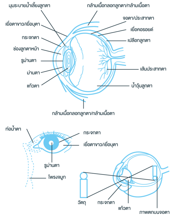 โครงสร้างของตา