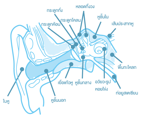 หูชั้นกลาง