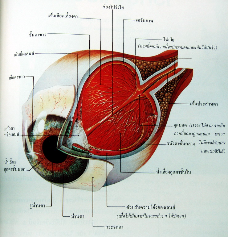 ลูกตา - บทความสุขภาพ โดยมูลนิธิหมอชาวบ้าน