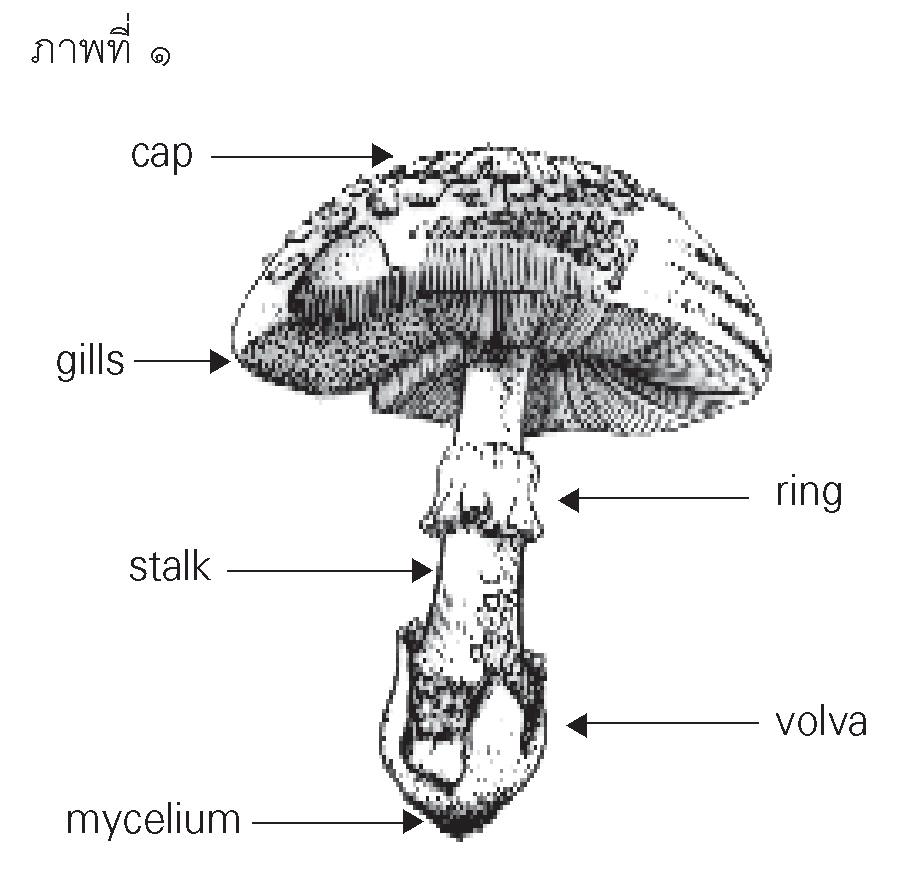 My Image 40